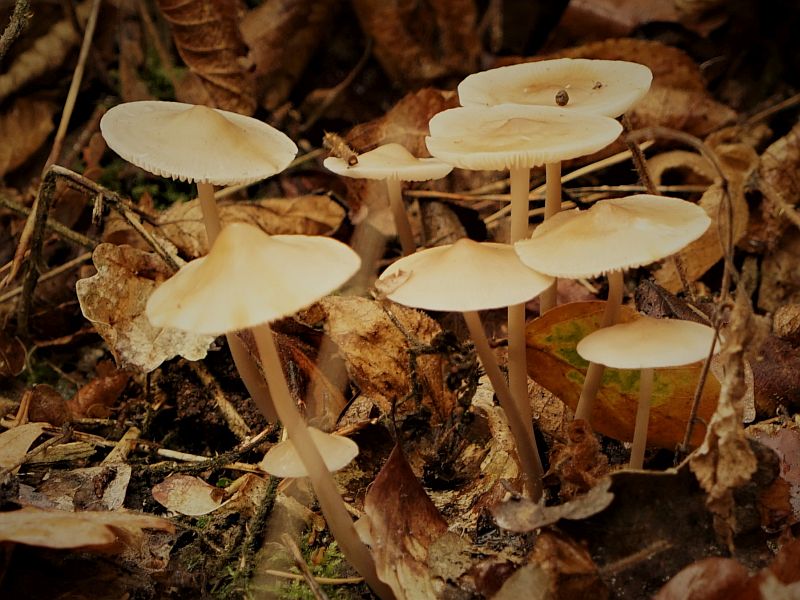 Foto 9 verkleind.jpg - Paddestoelen